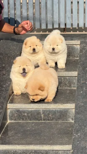 Filhotes De Chow Chow - O Companheiro Ideal Para Sua Família 