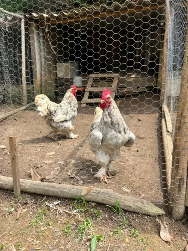 Casal galinha Brahma