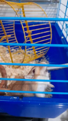 Vendendo casal gerbil