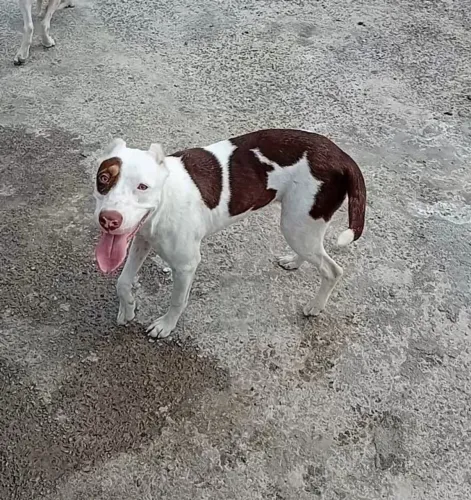 Doo Pitbull fêmea
