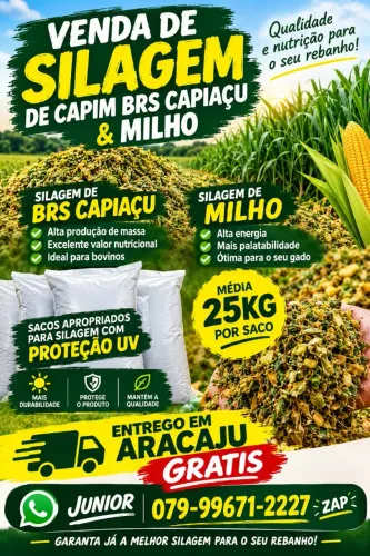 VENDA DE SILO CAPIM BRS CAPIAÇU SILAGEM ENTREGO EM ARACAJU GRÁTIS