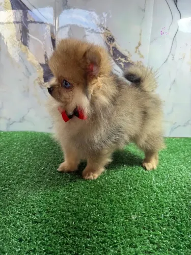 Lulu da pomeranea macho anao com 45 dias vacinado