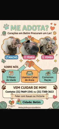 Gatos para Doação