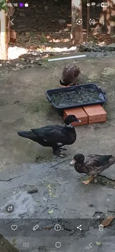 Vendo patos