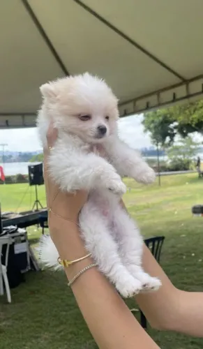 Spitz Alemão Anão