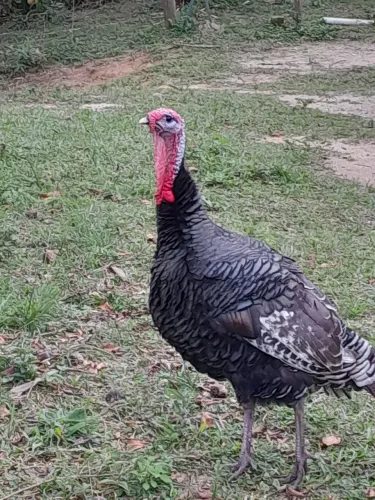 Peru macho