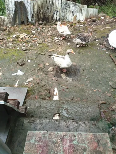 Gansos caipira