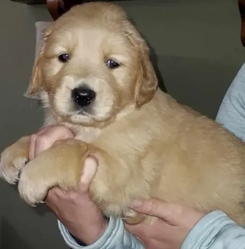 Golden Retriever Filhotes Extremamente Bonitos.