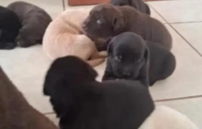 Labrador filhote disponiveis
