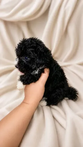 Poodle toy  fêmea 