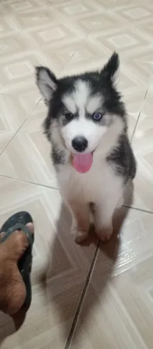 Filhote de husky siberiano macho  