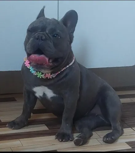 Vendo filhote de buldog frances 