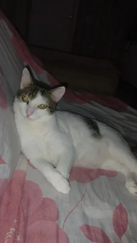 Gata fêmea já é castrada a um ano