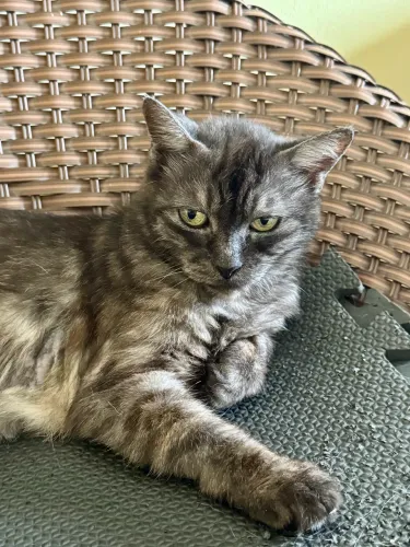 Gatinha para adoção 