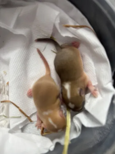 Gerbil esquilo da Mongólia ramister