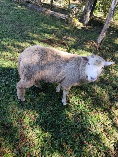 Carneiro Macho 1 ano 50kg