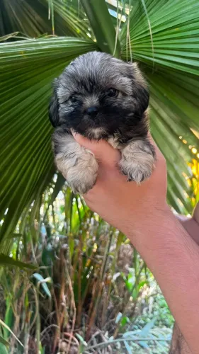 Shih Tzu trazendo amor para todos dias