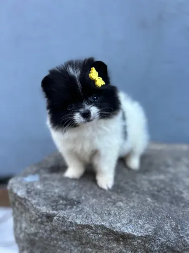 Lulu da Pomerânia partcolor fêmea 