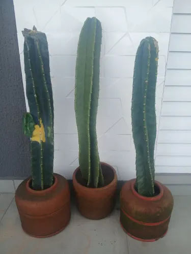 Cactos