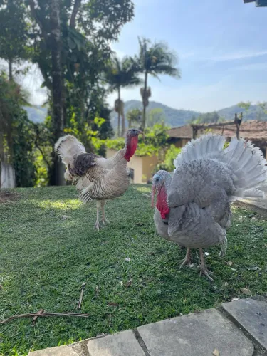 Peru adultos 