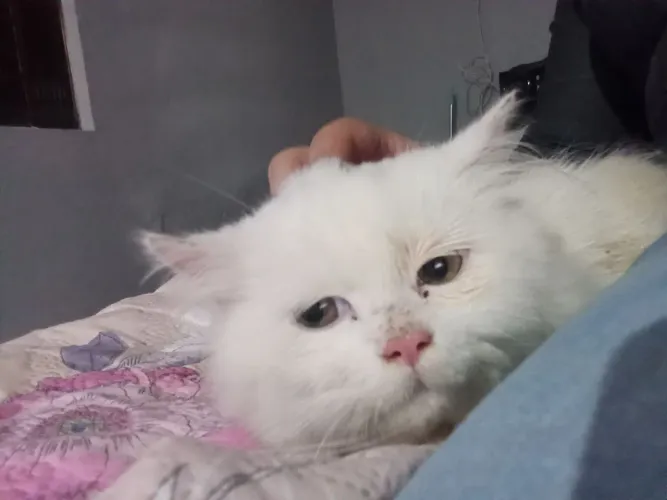 Gato persa