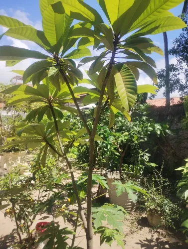 Planta sapota mamey