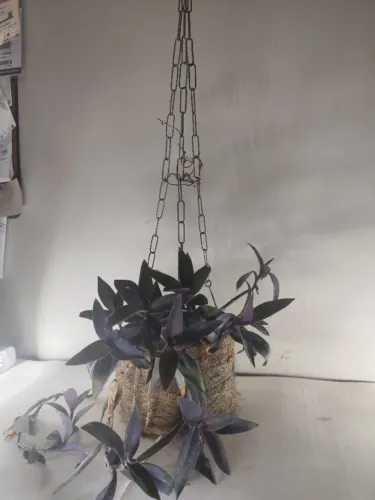 Trapoeraba-Roxa Pendente em Vaso de Fibra - Planta Adulta