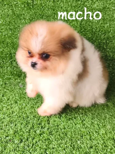 Lulu Pomerânia 
