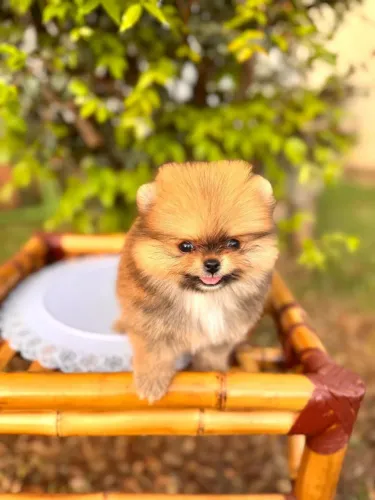 Spitz- lulu da Pomerânia anã