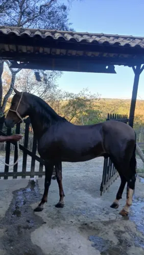 Vendo cavalo mangalarga