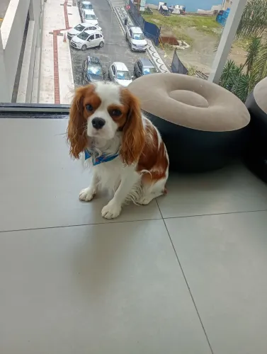 Cavalier charles king spaniel Macho