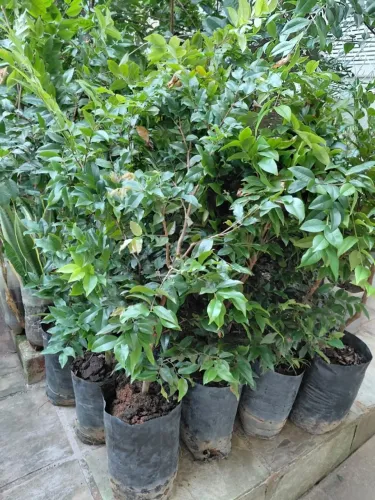Jabuticaba variedade hibrida ... mudas de 80 a 90 cm