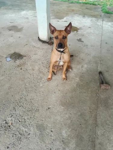 Animal de estimação 