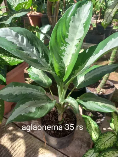 Diversas espécies de plantas! Plantas de sol pleno, plantas de meia sombra, e sombra