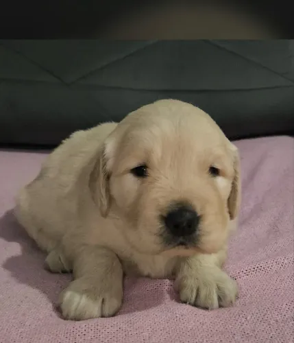 Golden Retriever Filhotes Carinhosos Machos e Fêmeas