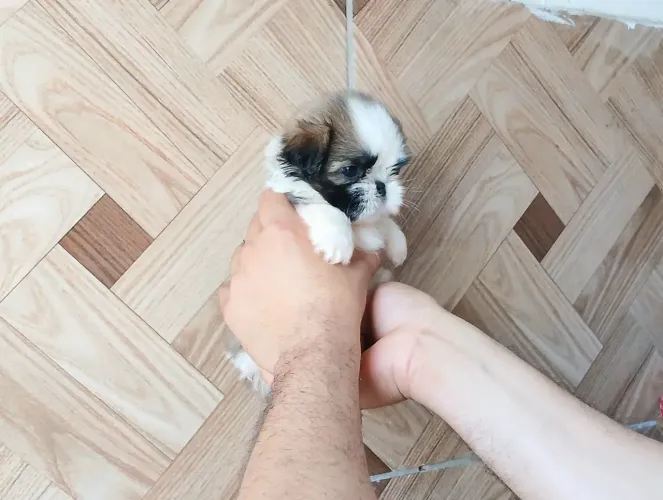 Shih tzu MiNi PURO ORIGINAL!
