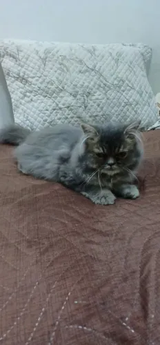Lindo Gato Persa