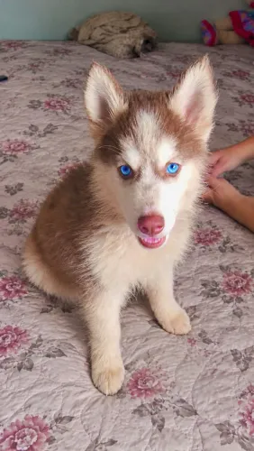 Filhote de husky siberiano 
