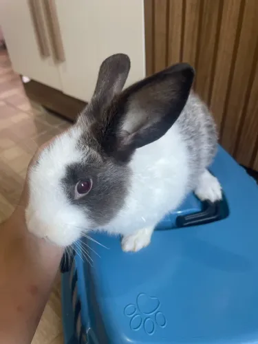 Coelhinho