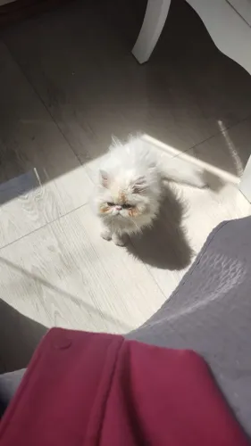 Gato Persa 