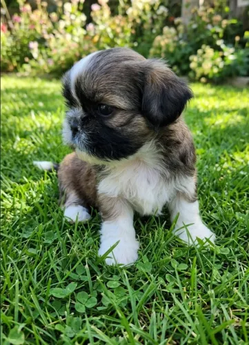 Lindos machos de shihtzu