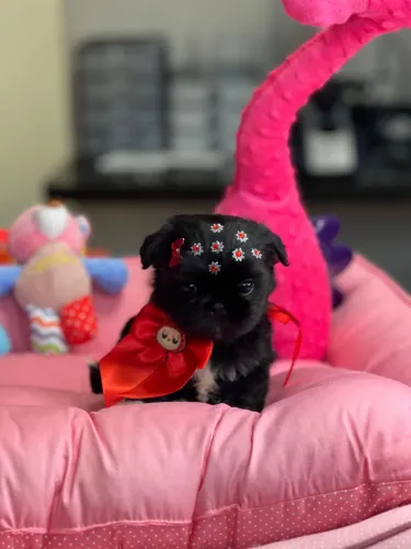 Filhotes de shih tzu 