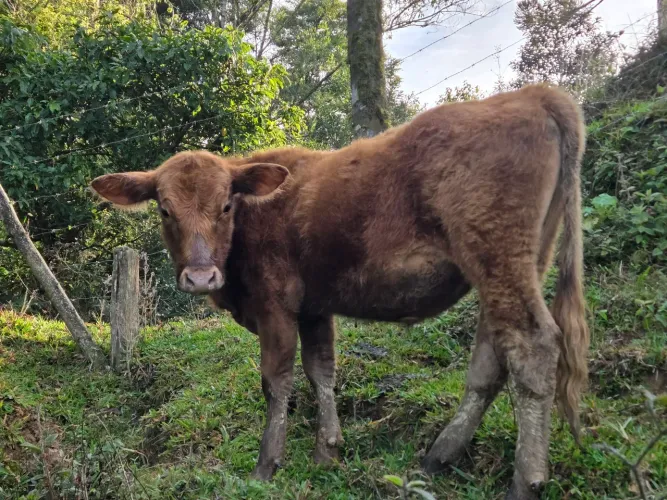 Bezerro Red Angus