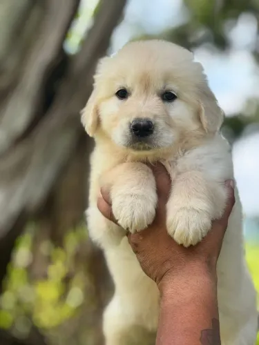 Golden Retriever - Filhotes brincalhão prontos para você. 