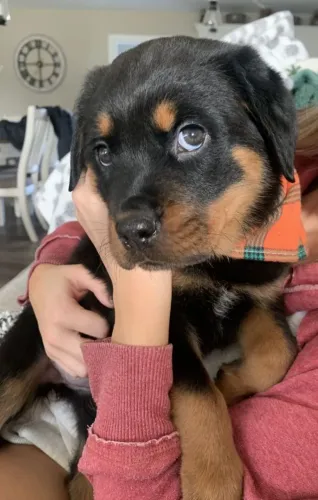 Rottweiler Um pet que faz a diferença desde que nasceu