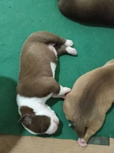 Filhote de Pit Bull com América BULLY 
