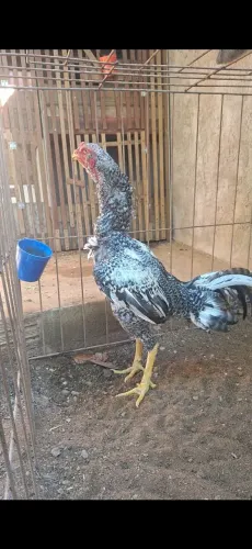 GALO INDIANO