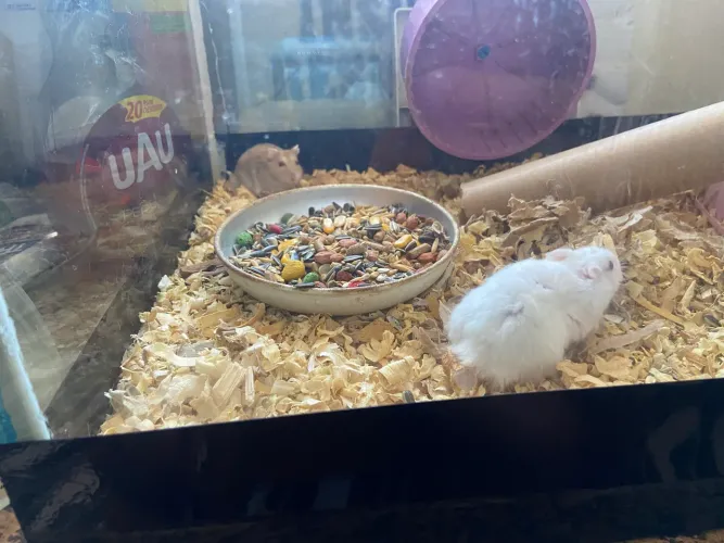 Aquário com hamster