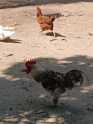 Aves à venda