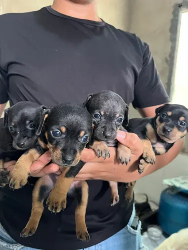Filhotes de Pinscher disponíveis para reserva